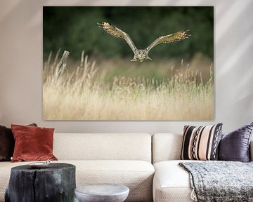 Eagle owl in flight over haystack by Jeroen Stel
