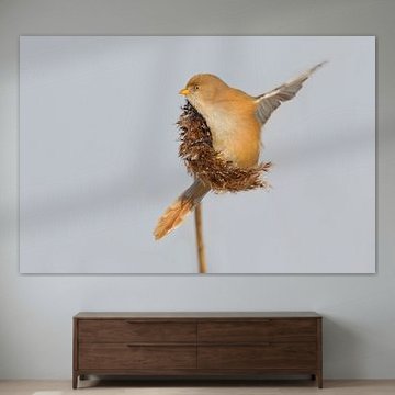 Baardmannetje in het riet in de winter