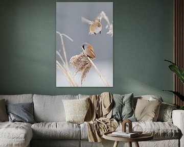 Bearded man in the reeds in the winter by Jeroen Stel