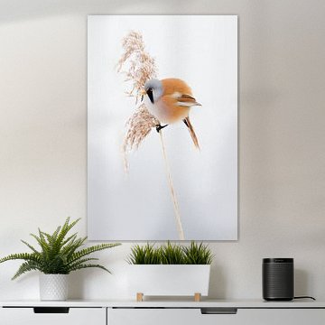 Baardman in het riet in de winter