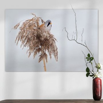 Baardman in het riet in de winter van Jeroen Stel