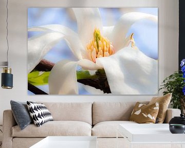 magnolia sur Corien van der Reest