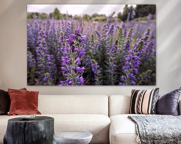 Champ de fleurs violettes sur Liselore Raan