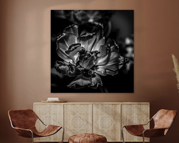 Finished tulip, black and white by arjan doornbos