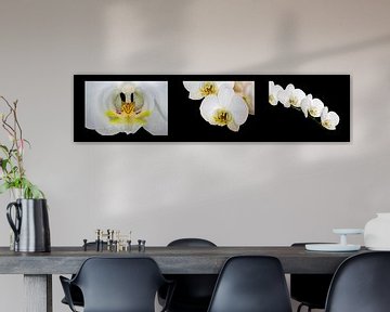 Collage der Orchidee (Orchidaceae) von Dennis Carette
