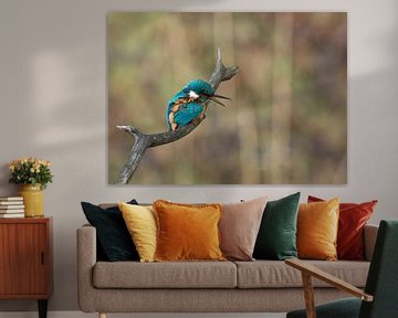 Common Kingfisher!