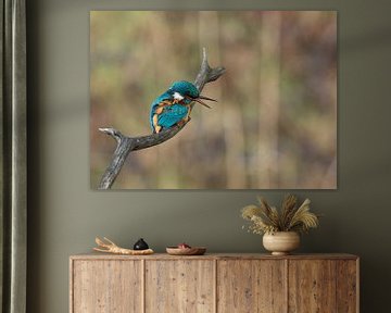 Common Kingfisher! van Robert Kok