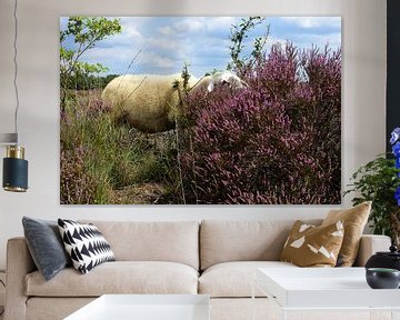 A sheep and the heather plant