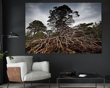 Alter Baum von Henk Leijen