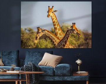 Giraffe (Giraffa camelopardalis) driedubbel portret van Chris Stenger