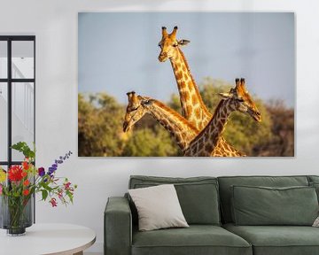 Giraffe (Giraffa camelopardalis) driedubbel portret van Chris Stenger
