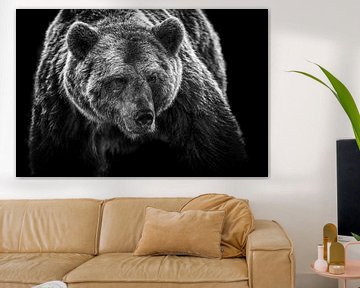 Brown bear close-up in black and white by Caroline van der Vecht