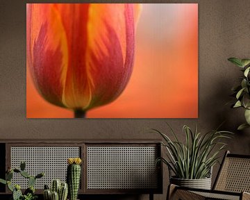 Close-up of Dutch orange with red tulip by Caroline van der Vecht