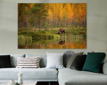 Brown bear along the water, with reflection and autumn colours by Caroline van der Vecht