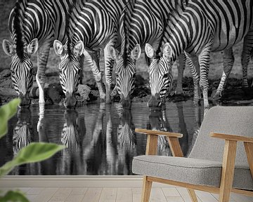 Four zebras drinking side by side, in black and white by Caroline van der Vecht