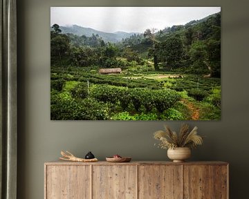 Plantations de thé dans le nord de la Thaïlande sur Yvette Baur
