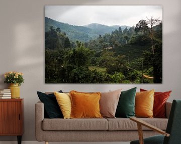 Tea plantations in the north of Thailand by Yvette Baur