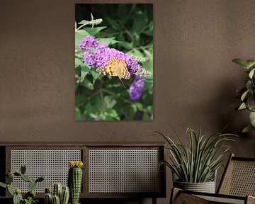 Oranger Schmetterling auf violetten Blüten von Eline Lohman