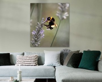 Hommel op lavendel van Bianca Wisseloo