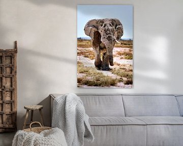 Namibië's Olifanten van W. Woyke