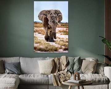 Namibias Elefanten