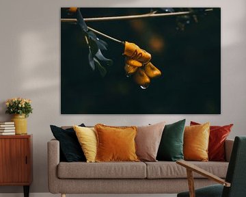Flower in the rain by Jessie Jansen