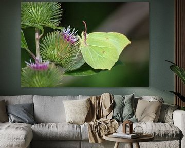 Zitronenschmetterling auf Distel von Shirley Douwstra