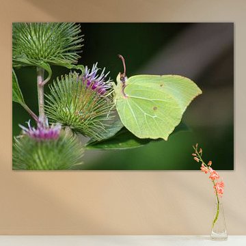 Zitronenschmetterling auf Distel