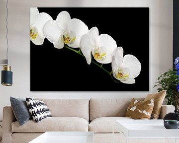 Weiße Orchidee von Dennis Carette