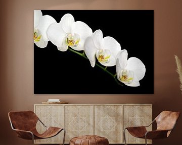 Witte Orchidee van Dennis Carette