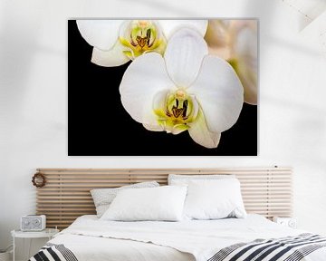 Witte orchidee met scherpte diepte van Dennis Carette