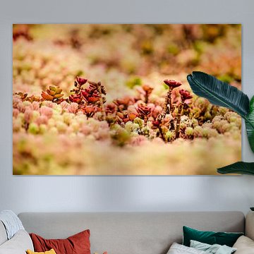 Red succulents on a green roof