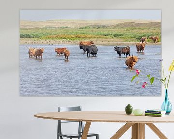 Highland Cattle on island Texel. by Justin Sinner Pictures ( Fotograaf op Texel)