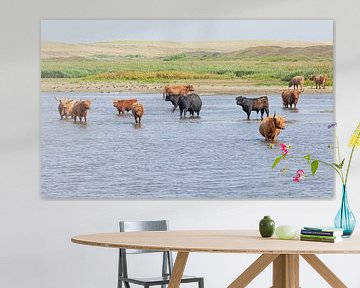 Highland Cattle on island Texel.