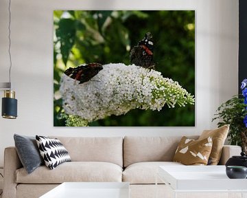 two butterflies on a white butterfly bush by joyce kool