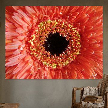 Gerbera orange