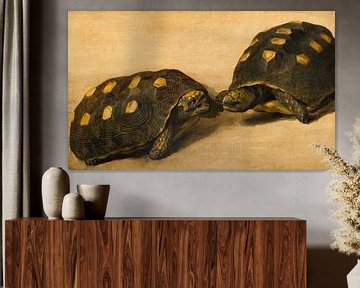 Studie von zwei brasilianischen Schildkröten, Albert Eckhout
