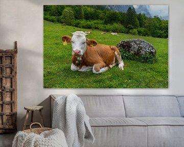 Alpen cows at Königssee in Berchtesgadener Land sur Maurice Meerten