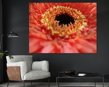 gerbera Orange von Nicky`s Prints