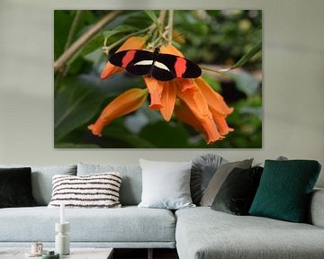 Kleurrijke vlinder op een oranje bloem van Nicolette Vermeulen