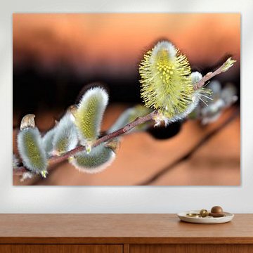 Wilgenkatje in de avondzon