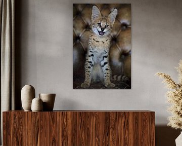 Serval kat van MSP Canvas