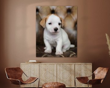Boomer puppy by MSP Canvas