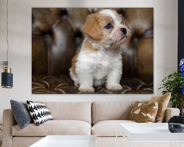 Chiot Boomer sur MSP Canvas