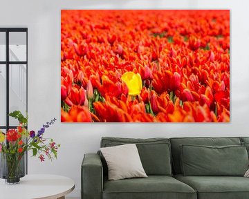 Hollandsche tulpen van Foto Pia