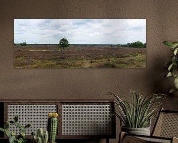 Ermelo heather panorama by Gerard de Zwaan