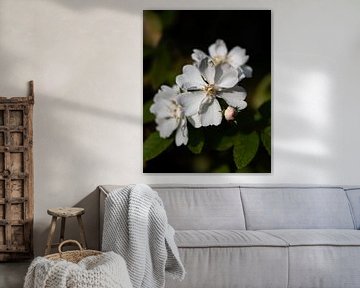 weiße Rosen von Tania Perneel