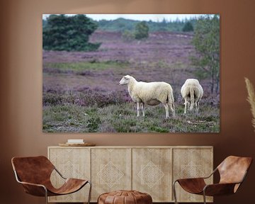 Two sheep on the heath by Gerard de Zwaan