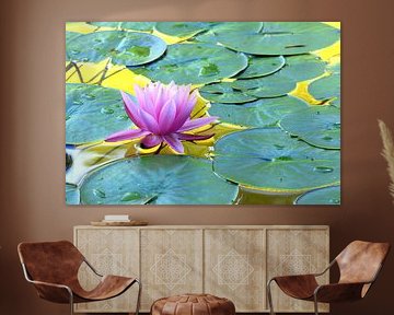 water lily by Wiltrud Schwantz