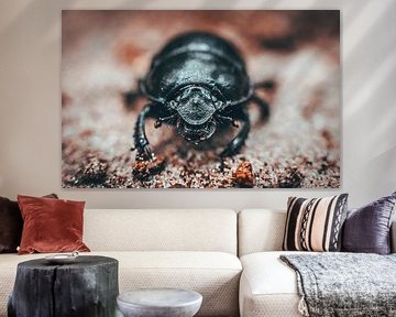 Dung beetle by Bjorn Brekelmans